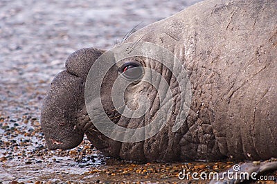 Male Elephant Seal Stock Photo