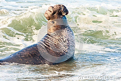 Male Elephant Seal Stock Photo