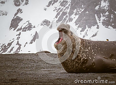 Male elephant seal yells in morning air Stock Photo