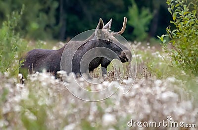 Male Elk with broken antlers Alces alces walks through grass clearing at late summer in Rutting and mating time Stock Photo