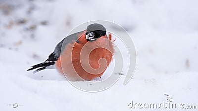 Bullfinch a blowy day on the snow Stock Photo