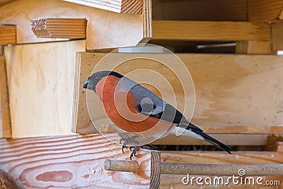 Male Eurasian Common Bullfinch passerine bird in red orange black gray on wooden bird feeder in Austria, Europe Stock Photo