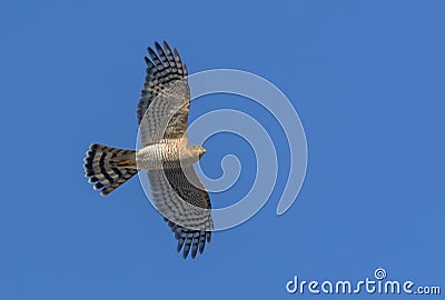 Male Eurasian sparrowhawk soaring in flight in blue sky with spreaded wings and tail Stock Photo