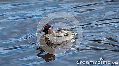 Male Eurasian teal, Anas crecca. Blackford Pond, Edinburgh Stock Photo