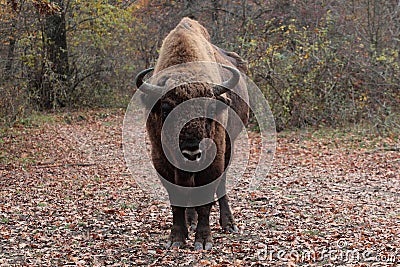 Male european bison, in the autumn forest Stock Photo