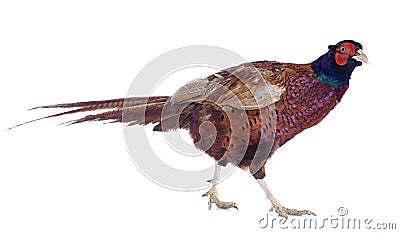 Male European Common Pheasant Stock Photo