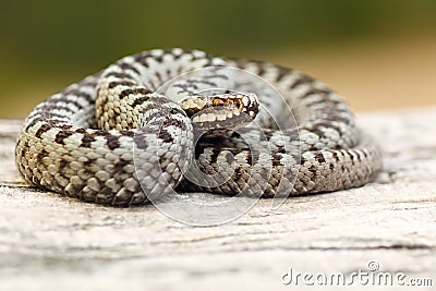 Male european common viper basking on stump Stock Photo