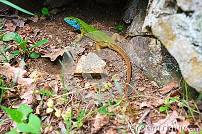 Male European green lizard Lacerta viridis in nature, on the ground near a rock - full length close up. Stock Photo