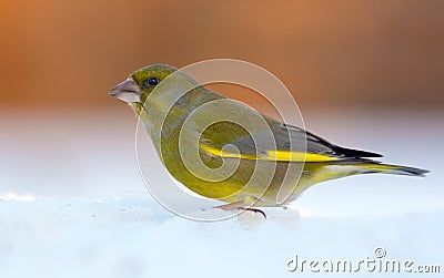 Male European Greenfinch great posing on hard snow in winter Stock Photo