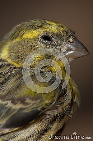 Male European serin, Inagua, The Nublo Rural Park. Stock Photo