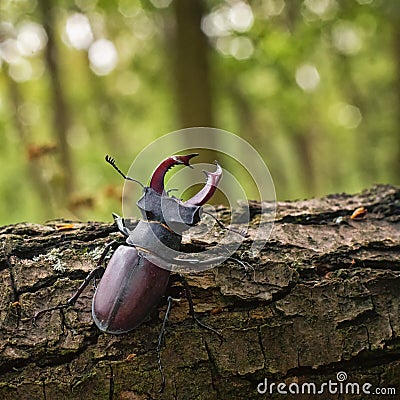 Male of European stag beetle crawling on the oak tree with green background.h giant mandibles Stock Photo