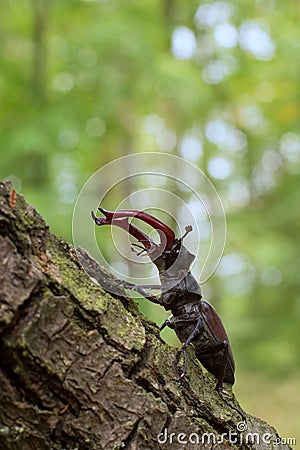 Male of European stag beetle crawling on the oak tree with green background. Stock Photo