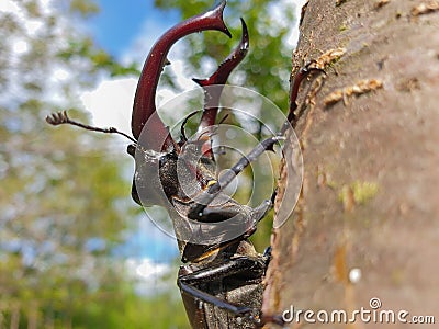 Male European stag beetle insect on tree branch Stock Photo