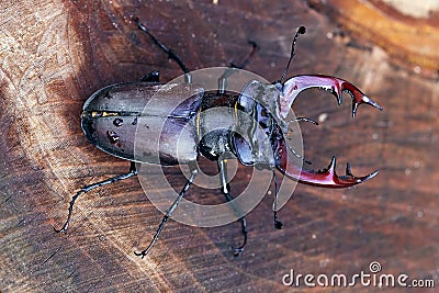 Male of European stag beetle Lucanus cervus Stock Photo