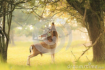Male fallow deer, Dama Dama, foraging during sunsrise. Stock Photo