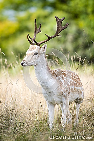 Male fallow deer in the forest Stock Photo