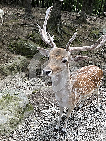 MALE FALLOW DEER, got food, mate, deer forest, at Southwicks ZOo, Mendon, Ma Editorial Stock Photo