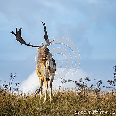 A male fallow deer in rut stands on top of a hill in Amsterdamse Waterleidingduinen park Stock Photo