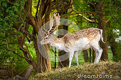 Male fallow deer in the forest, nature reserve, The Zuid-Kennemerland National Park, Netherlands Holland, wildlife Stock Photo