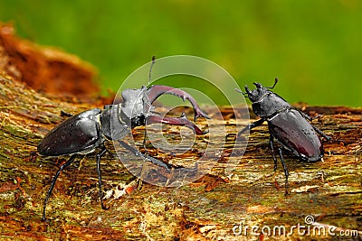 Male and famale of insect. Stag beetle, Lucanus cervus, big insect in the nature habitat, old tree trunk, clear orange Stock Photo