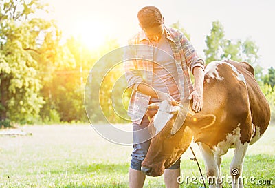 Male farmer checking on his herd and rubbing a healthy organic cow in farm with yellow lens flare Stock Photo