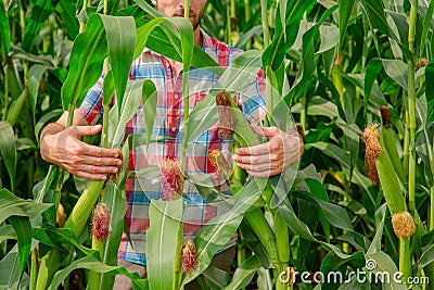 Male farmer checking plants on his farm. Agribusiness concept, agricultural engineer standing in a corn field with a tablet, Stock Photo