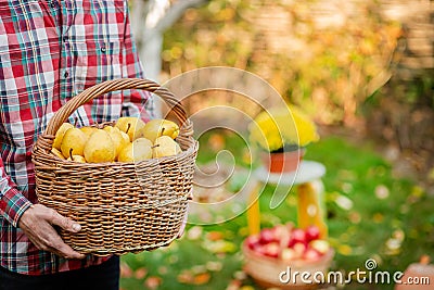 A male farmer collects an autumn crop of pears in the garden Stock Photo