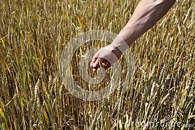 Male farmer hand touch and check wheat spikelets at field Stock Photo