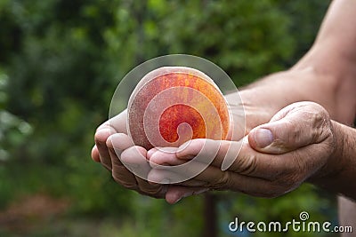 Male farmer holding a bright, juicy peach in hands on a green ba Stock Photo