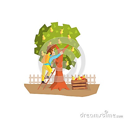 Male Farmer Picking Pears from Tree, Gardener at Work Vector Illustration Vector Illustration