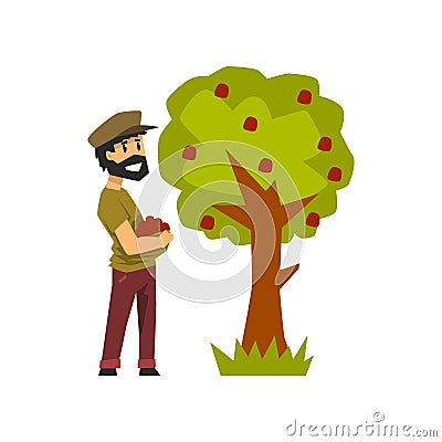 Male farmer picking red apples from tree, gardener at work vector Illustration on a white background Vector Illustration