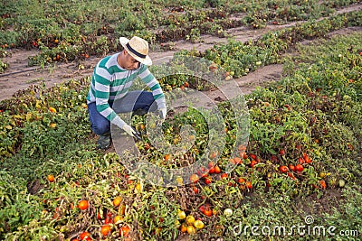 Male farmer regrets lost tomato crop after disaster Stock Photo