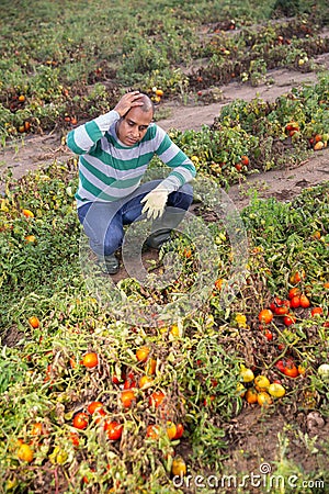 Male farmer regrets lost tomato crop after disaster Stock Photo