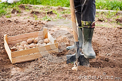 Male Farmer In Rubber Boots With Shovel And Potatoes In Ground I Stock Photo