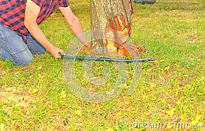 Male farmer sawing old tree. Middle aged man cutting fruit tree down. Mature man, gardener in summer Stock Photo