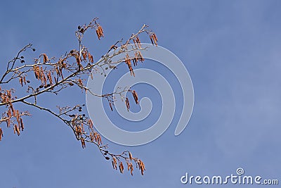 Male and female alder catkins on a blue sky - corylus avellana Stock Photo