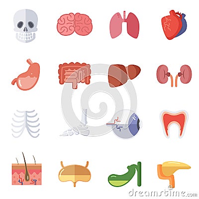 Male and female anatomy. Vector illustration set of human organs Vector Illustration