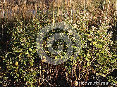 Male and Female Baccharis Halimifolia Plants in the Sun near a Pond in the Fall. Stock Photo