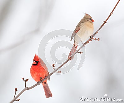 Male and female cardinal Stock Photo