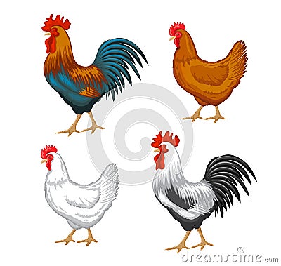 Male and female chickens set Vector Illustration