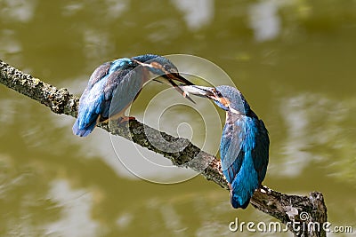 Male and female common kingfishers feeding each other Stock Photo