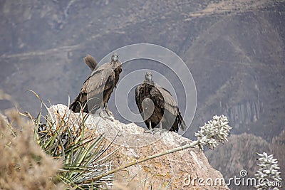 Pair of condors in Peru / Colca Canyon Stock Photo