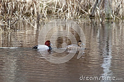 Canvasback waterfowl couple. Stock Photo