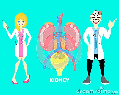 Male and female doctor with kidney and bladder, internal organs anatomy body part nervous system Vector Illustration