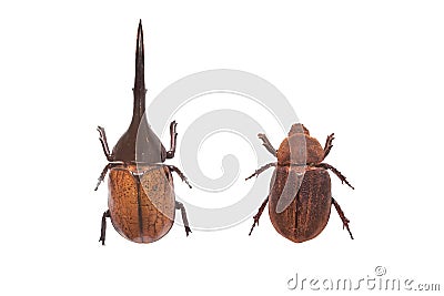 Male and female dynastes hercules Stock Photo