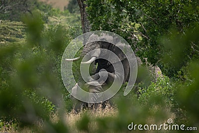 Male and female elephants mate between trees Stock Photo