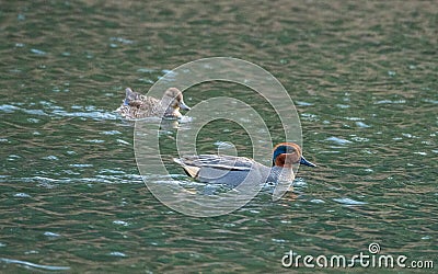 Male and female Eurasian teal, Anas crecca. Blackford Pond, Edinburgh Stock Photo