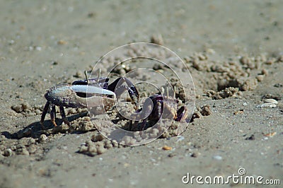 Male and female of fiddler crab Afruca tangeri. Stock Photo