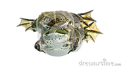 Male and female frog copulating, isolated Stock Photo