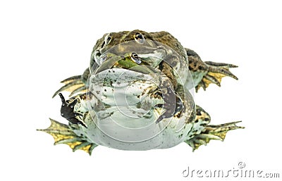 Male and female frog copulating, isolated Stock Photo